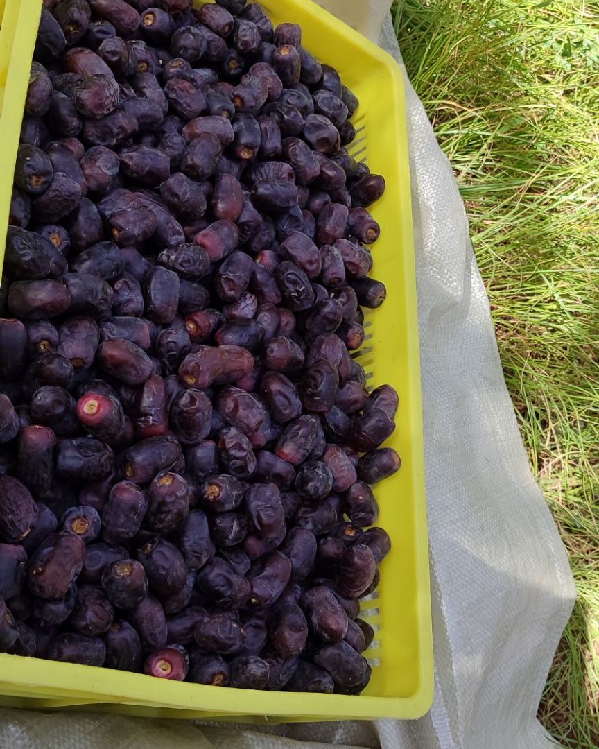 Freshly harvested Mazafati dates in a crate in a Bam orchard